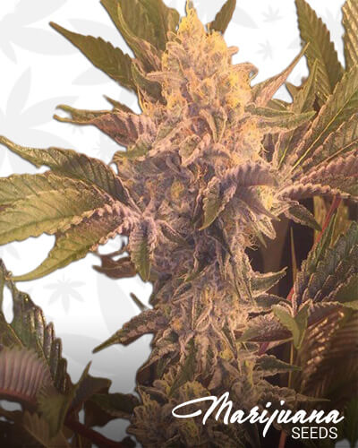 Stardawg 3 x Banana Kush