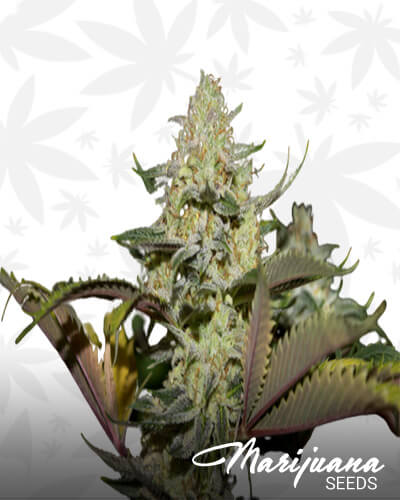Stardawg IX
