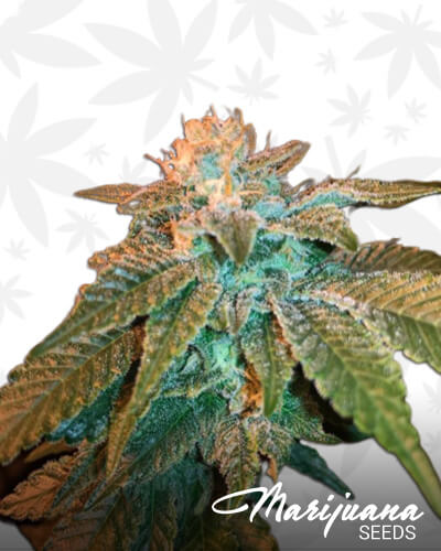 Stardawg UCBW
