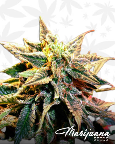 Stargazer