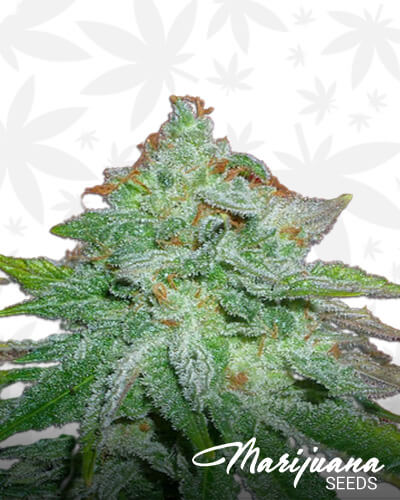 Starlet Kush