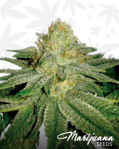 Sterling Kush min