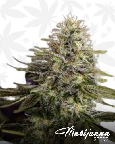 Sticky Dream