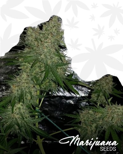 Stilton Special min 1
