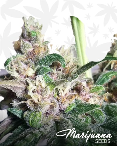 Stilton min