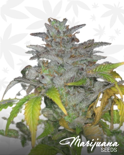 Stimpy’s Kush min