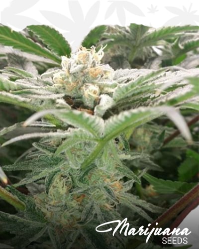 Stink Berry Kush min min