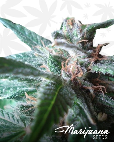 Stoned Immaculate min