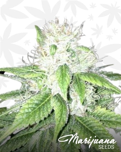 Stoney Creek O.G. min 2