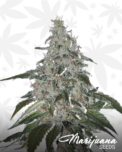 Strawbanana Cream min