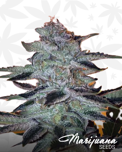 Strawbanana Glue