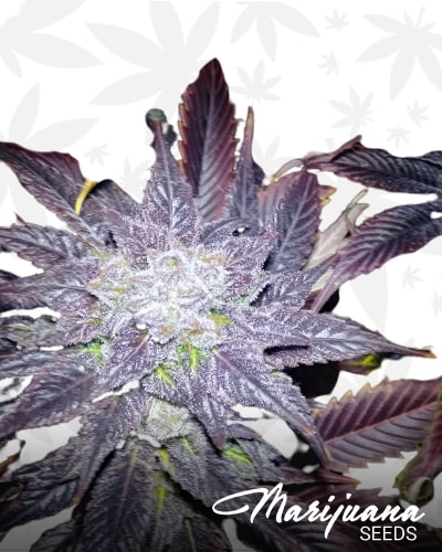 Strawberry Blue Early Harvest min