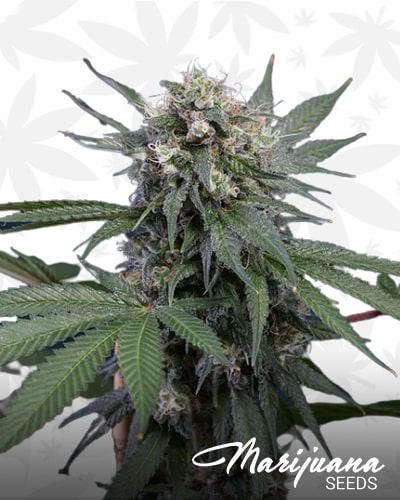 Strawberry Bomb min 1