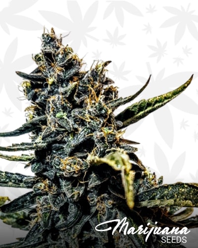 Strawberry Bubba Diesel min