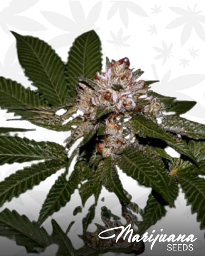 Strawberry Bubba Kush min