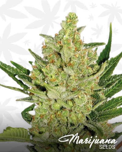 Strawberry Cheese min