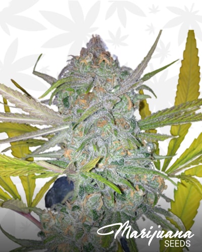 Strawberry Chunk min