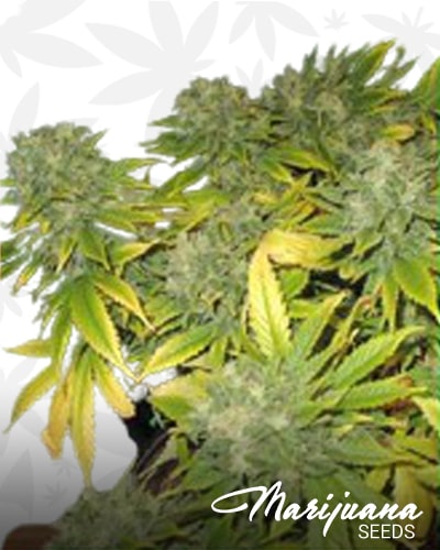 Strawberry Cough 2 min