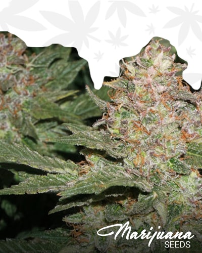 Strawberry Cough x Key Lime Pie min