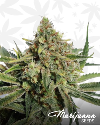 Strawberry Crack min 1