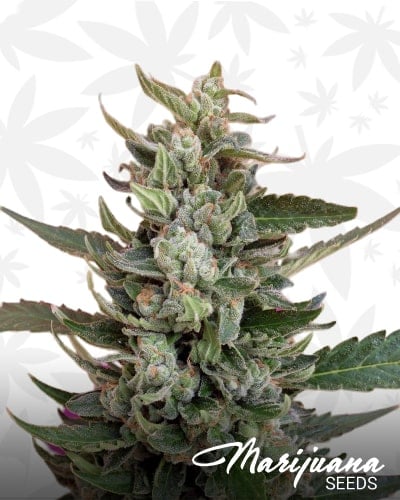 Strawberry Cream min