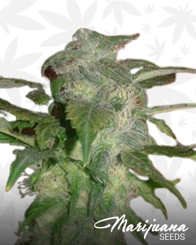 Strawberry Diamond min