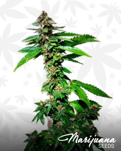 Strawberry Diesel Dojo min 2