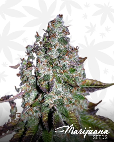 Strawberry Diesel Kush min 1