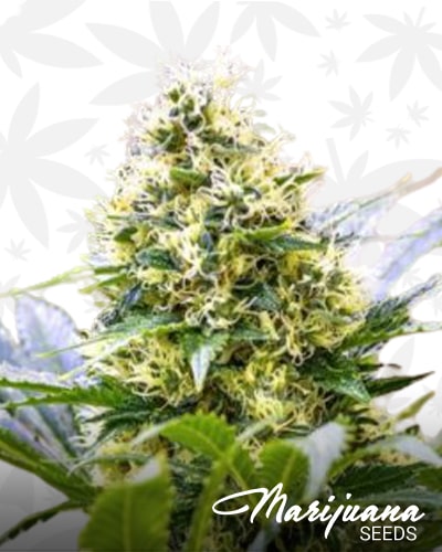 Strawberry Diesel x C99 min
