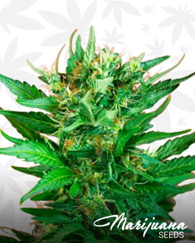 Strawberry Dream Auto min