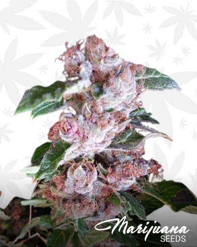 Strawberry Fields IBL min