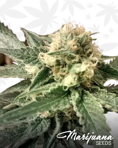 Strawberry Fields min