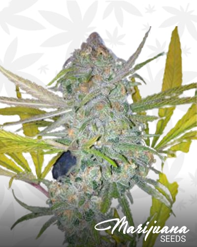 Strawberry Fire Cough OG min