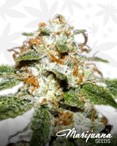Strawberry Fire min