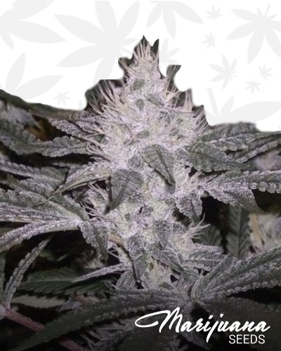 Strawberry Glue Cookies min