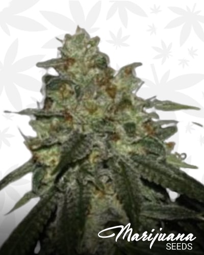 Strawberry Guava Strain