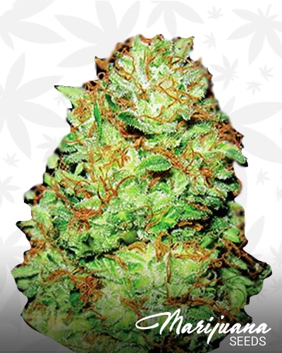 Strawberry Haze min