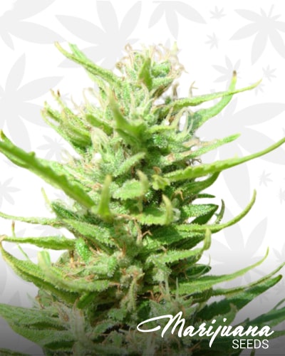 Strawberry Hybrid min