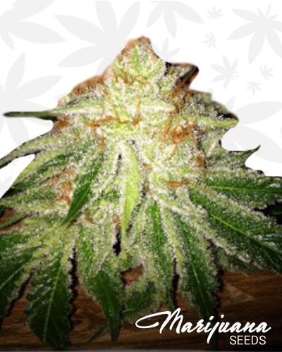 Strawberry Kush BX1 min