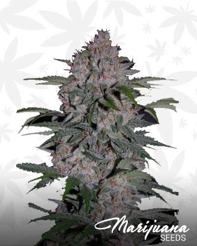 Strawberry Nuggets min