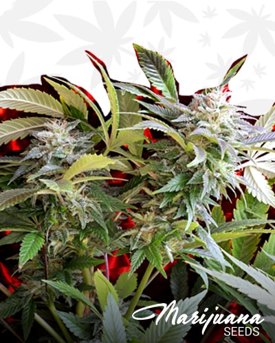 Strawberry Skunk min 1