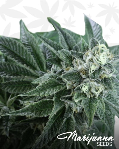 Strawberry Sour Diesel
