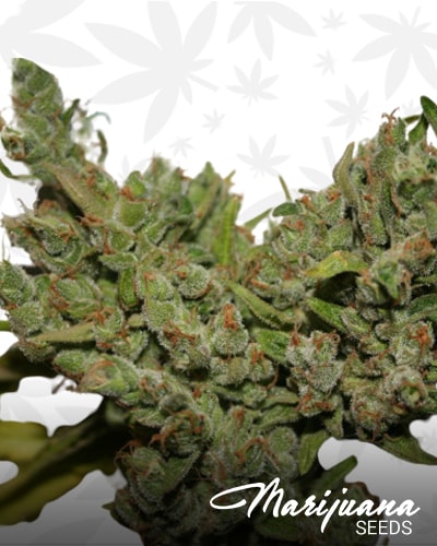 Strawberry Sour Haze min