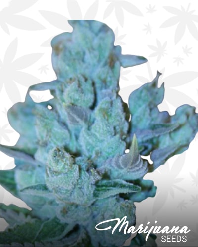 Strawberry Split Strain