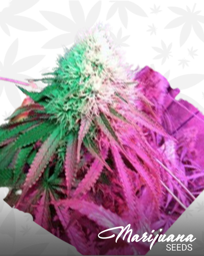 Strawberry StarDawg