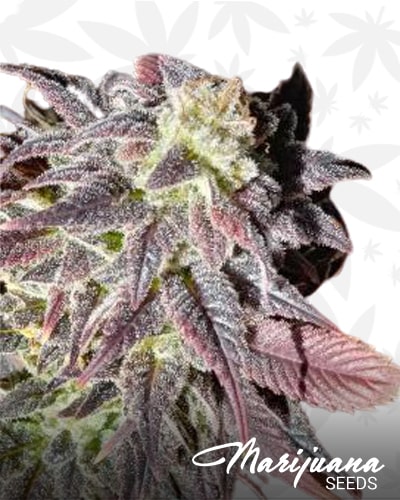 Strawberry Widow min 1
