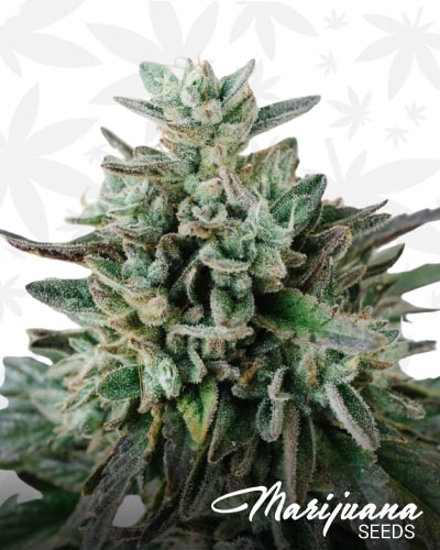 Strawberry gelato min