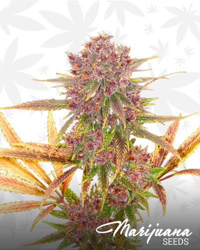 Strawberry hashplant min
