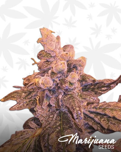 Suavecito Strain