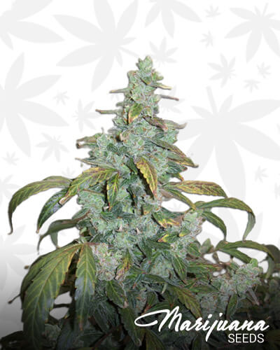 Sugar Black Rose Auto
